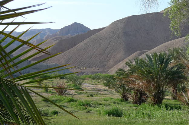 Canyon and date palms