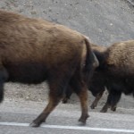 Buffalo at Yellowstone