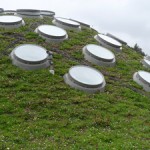 Renzo's Green Roof