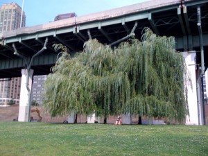 Native trees along the river