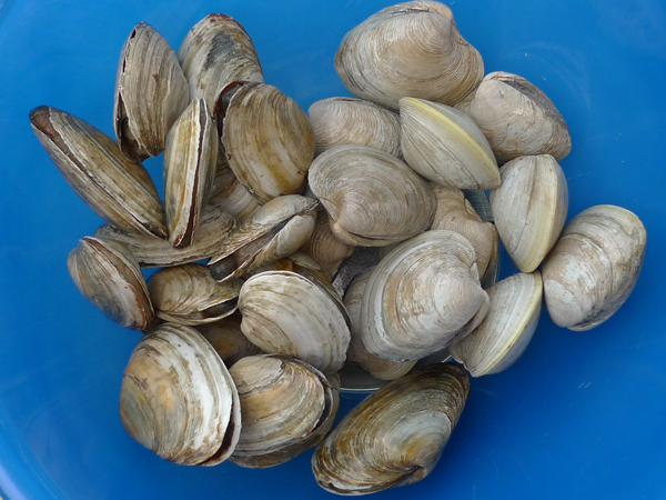 Freshly dug clams