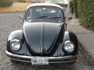 a black bug in Puebla