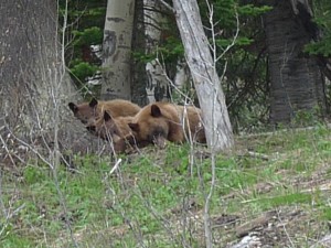 bears in the Grand Tetons