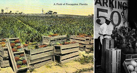 Florida Pineapples & Walker Evans Photograph of Pineapple Seller in NYC 1930
